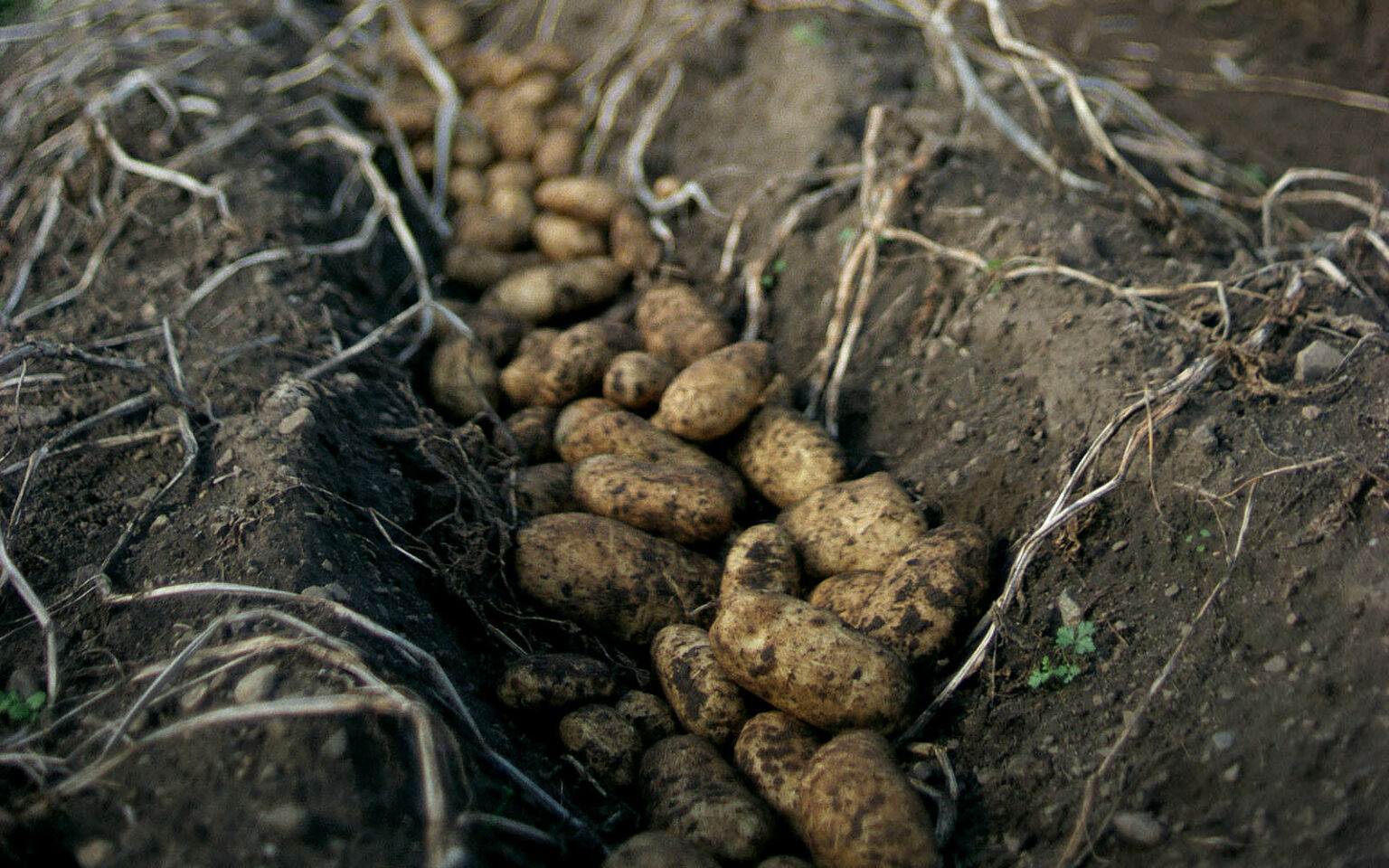 Potatisar som ligger i en fåra på en åker. Precis innan de ska skördas och plockas upp.