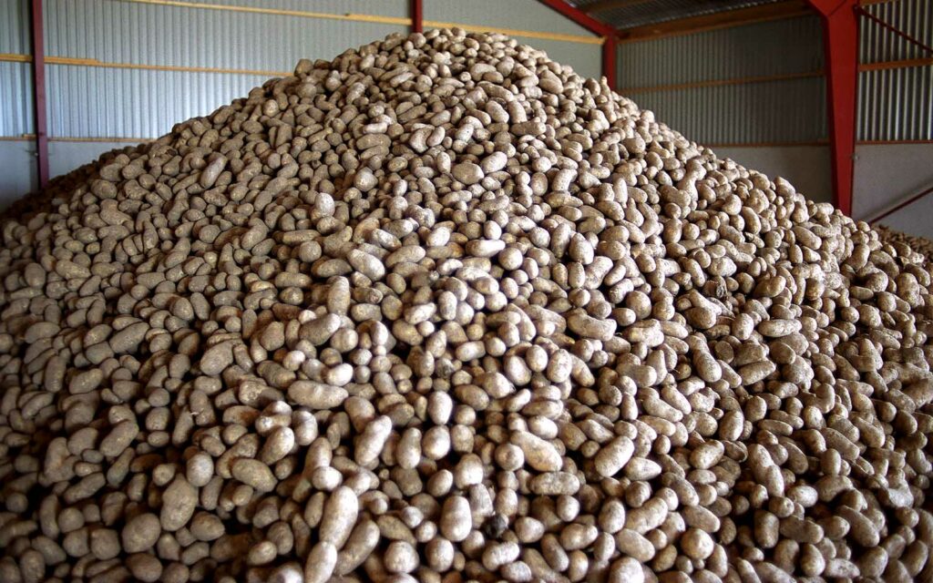 En enorm hög med potatis som skördats och förvaras i en lagerlokal.