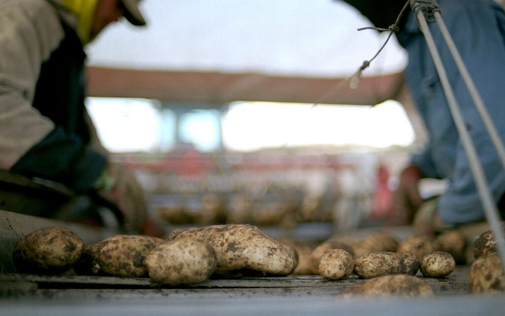 Potatis som åker på ett rullband. I bakgrunden syns två figurer som står vid rullbandet och sorterar potatisen.